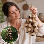 Pangi Breeze™ DIY Pangi Shell Wind Chime Kit